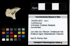 Foto (Objekt + Etiketten) von Cyclothyreus sp. 